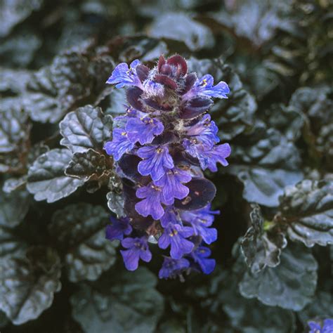 ajucax|Ajuga reptans Black Scallop